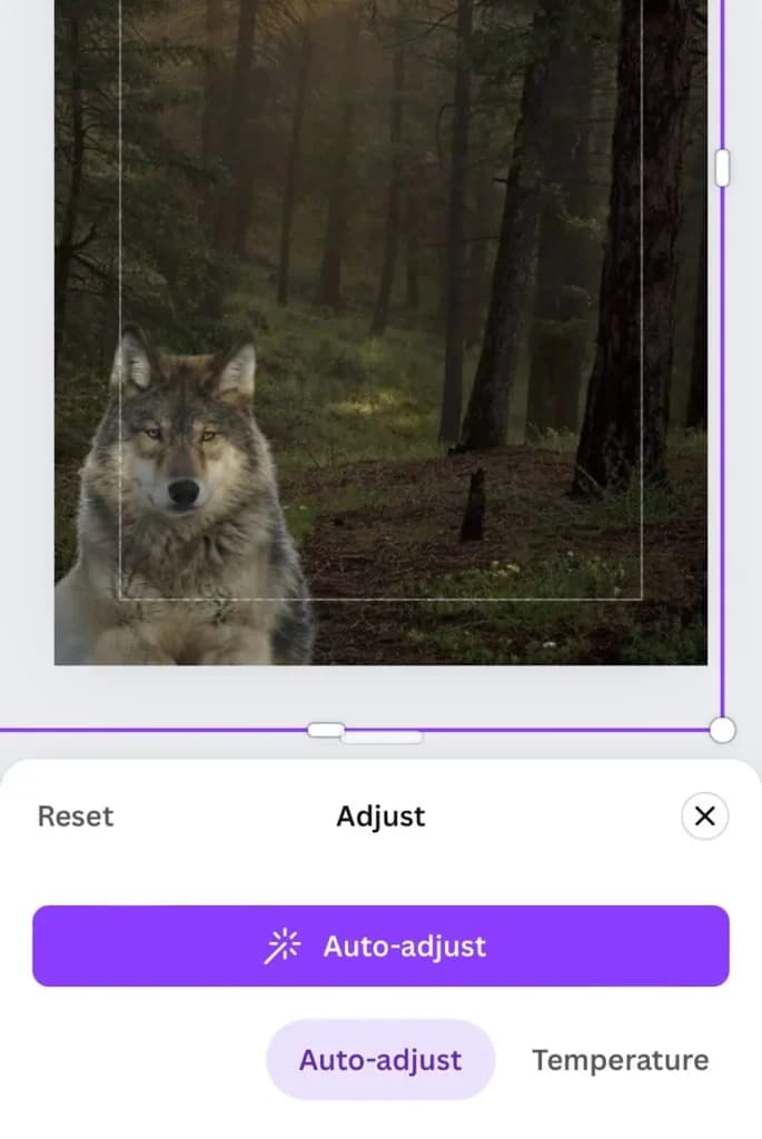 Canva Iphone auto-adjust
